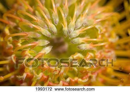 Stock Image - Close-Up Top View Red Pin Cushion Protea Blossom Or Leucospermum, Texture Detail. Fotosearch
