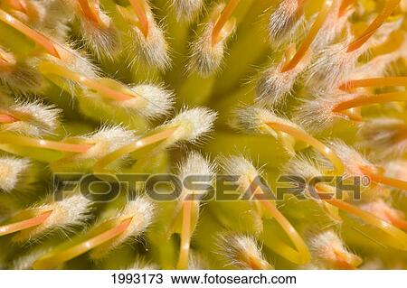 Stock Image - Close-Up Top View Red Pin Cushion Protea Blossom Or Leucospermum, Texture Detail. Fotosearch