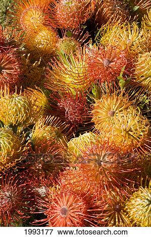 Stock Photo - Close-Up Top View Red Pin Cushion Protea Blossoms Or Leucospermum, Texture Detail. Fotosearch
