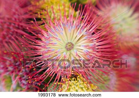 Stock Photo - Close-Up Top View Red Pin Cushion Protea Blossom Or Leucospermum, Texture Detail. Fotosearch