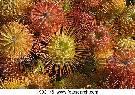 Stock Photograph - Close-Up Top View Red Pin Cushion Protea Blossoms Or Leucospermum, Texture Detail. Fotosearch