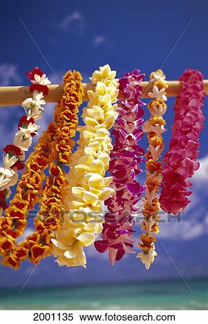 Stock Photography - Close-Up Tropical Leis Hanging Along Ocean Background, Colorful Variety. Fotosearch