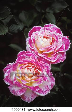 Stock Image - Close-Up Two Open Pink Tipped Roses On Plant. Fotosearch