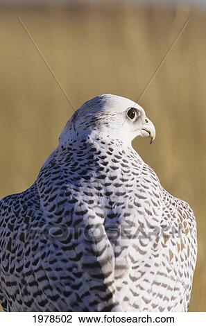 Stock Image - Close up view of back of Gyrfalcon in white color phase. Fotosearch