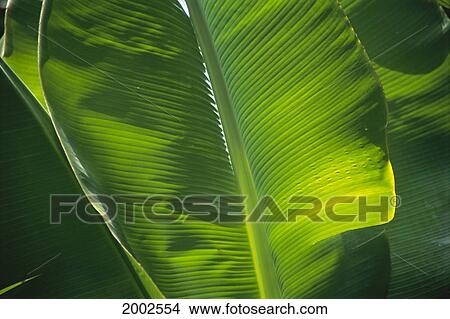 Picture - Close-Up View Of Banana Leaves, Detailed. Fotosearch