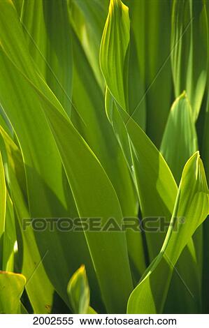 Close-Up View Of Banana Leaves, Sunlight View Large Photo Image Stock Photography - Close-Up View Of Banana Leaves, Sunlight. Fotosearch