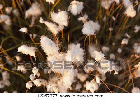 Stock Photo - Close up view of eriophorum or Cottongrass, Shungnak, Arctic Alaska, Autumn. Fotosearch