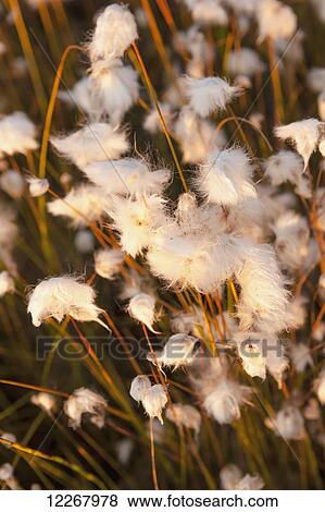 Close up view of eriophorum or Cottongrass, Shungnak, Arctic Alaska, Autumn View Large Photo Image Stock Photo - Close up view of eriophorum or Cottongrass, Shungnak, Arctic Alaska, Autumn. Fotosearch