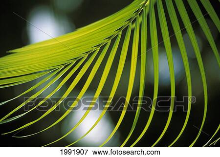 Close-Up View Of Palm Leaf, Hanging From Tree, Blurry Background. View Large Photo Image Stock Photo - Close-Up View Of Palm Leaf, Hanging From Tree, Blurry Background.. Fotosearch