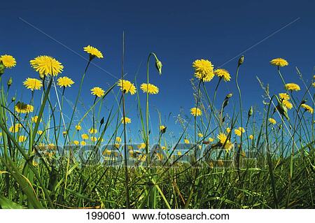 Stock Image - Close-Up View Of Yellow Dandelions Growing In Field, Blue Sky Above. Fotosearch