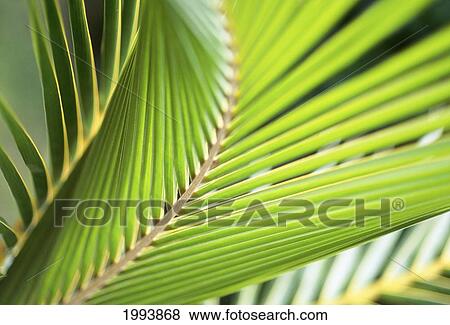Closeup Detail Of Coconut Palm Leaf View Large Photo Image Stock Photo - Closeup Detail Of Coconut Palm Leaf. Fotosearch