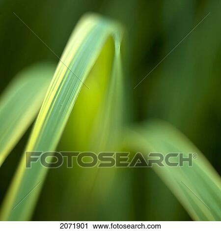 Closeup Detail Of Green And Yellow Grass View Large Photo Image Stock Image - Closeup Detail Of Green And Yellow Grass. Fotosearch