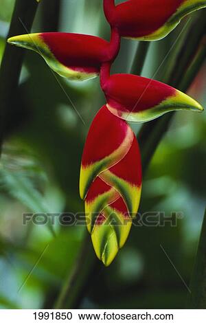 Stock Image - Closeup Detail, Tip Of Hanging Red Lobster Claw On Plant (Heliconia Rostrata). Fotosearch