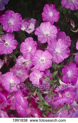 Closeup Of A Cluster Of Pink Petunias. View Large Photo Image Stock Photo - Closeup Of A Cluster Of Pink Petunias.. Fotosearch