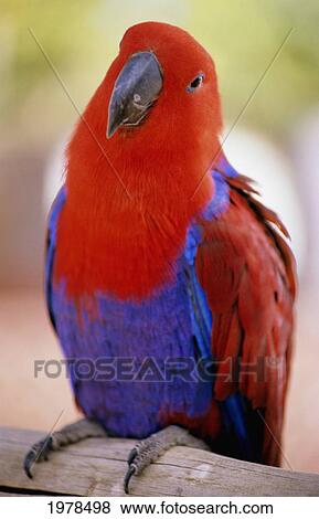 Closeup Of A Colorful Macaw, Red And Blue Feathers. View Large Photo Image Stock Photo - Closeup Of A Colorful Macaw, Red And Blue Feathers.. Fotosearch