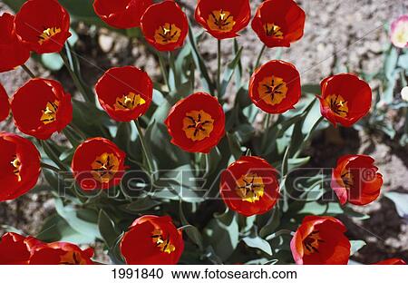 Closeup Of A Group Of Red Tulips On Plant, With Yellow Centers View Large Photo Image Stock Image - Closeup Of A Group Of Red Tulips On Plant, With Yellow Centers. Fotosearch