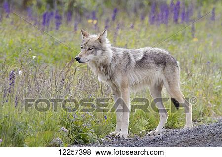 Closeup of a Wolf hunting from the side of the park road, Denali National Park and Preserve, Interior Alaska, summer View Large Photo Image Stock Photo - Closeup of a Wolf hunting from the side of the park road, Denali National Park and Preserve, Interior Alaska, summer . Fotosearch