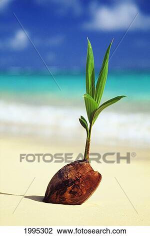 Closeup Of Coconut Sprouting Along Shoreline, Turquoise Water In Background. View Large Photo Image Stock Image - Closeup Of Coconut Sprouting Along Shoreline, Turquoise Water In Background.. Fotosearch