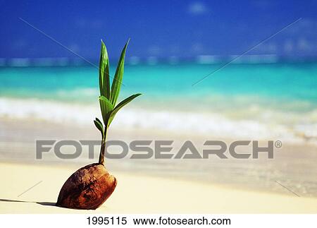 Stock Photography - Closeup Of Coconut Sprouting Along Shoreline, Turquoise Water In Background.. Fotosearch