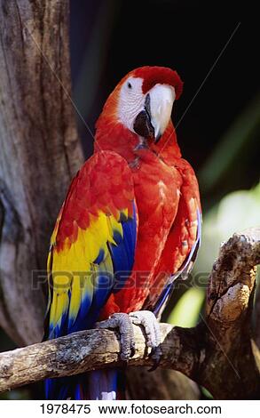 Closeup Of Colourful Red Parrot Standing On Tree Limb. View Large Photo Image Stock Photography - Closeup Of Colourful Red Parrot Standing On Tree Limb.. Fotosearch