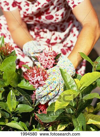 Closeup Of Lady Wearing Gloves Gardening, Pruning Plants View Large Photo Image Stock Image - Closeup Of Lady Wearing Gloves Gardening, Pruning Plants. Fotosearch