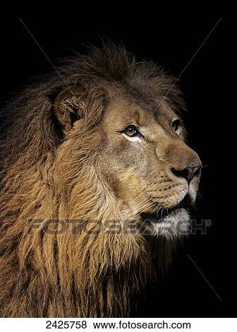 Closeup of lion head, black background View Large Photo Image Stock Photo - Closeup of lion head, black background. Fotosearch