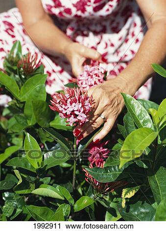 Closeup Of Married Senior Woman's Hands, Gardening, Pruning Flowers View Large Photo Image Stock Image - Closeup Of Married Senior Woman's Hands, Gardening, Pruning Flowers. Fotosearch