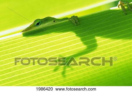 Stock Image - Closeup Of Outline Of A Green Lizard From Under A Leaf, Eye And Foot Over Edge. Fotosearch