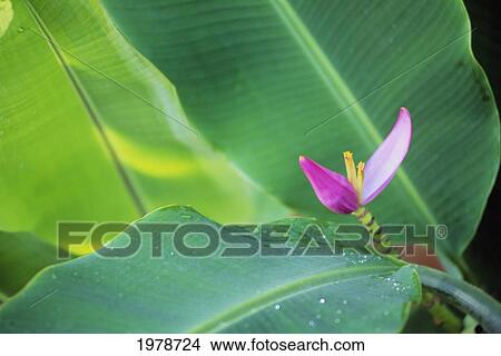 Closeup Of Pink Banana Flower And Dewy Leaves. View Large Photo Image Picture - Closeup Of Pink Banana Flower And Dewy Leaves.. Fotosearch
