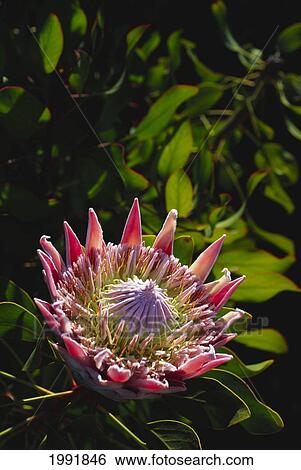 Stock Photograph - Closeup Of Pink King Protea On Plant With Green Leaves. Fotosearch