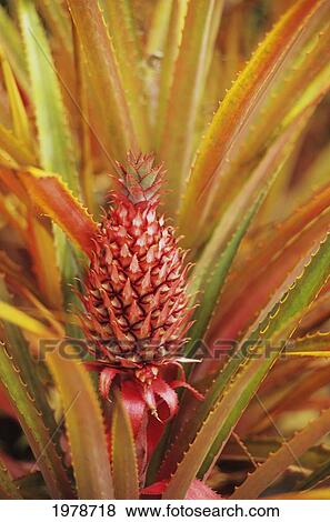 Stock Photo - Closeup Of Pink Pineapple Growing On Plant, Fruit Developing.. Fotosearch