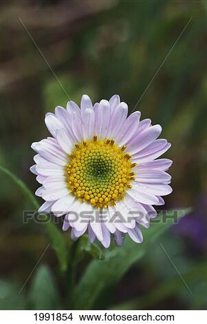 Closeup Of Single White Alice's Fleabane (Erigeron Aliceae) Raindrops On Petals View Large Photo Image Picture - Closeup Of Single White Alice's Fleabane (Erigeron Aliceae) Raindrops On Petals. Fotosearch