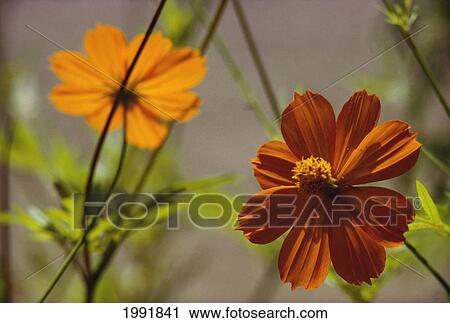 Closeup Of Two Orange Daisies, One Yellow, Soft Focus View Large Photo Image Stock Image - Closeup Of Two Orange Daisies, One Yellow, Soft Focus. Fotosearch