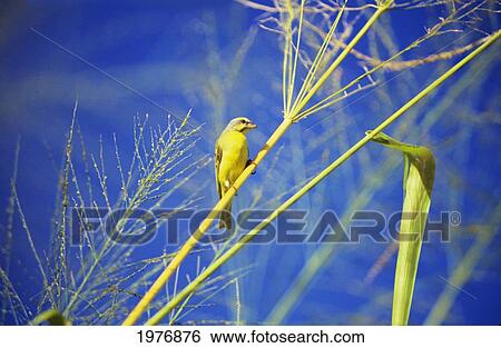 Closeup Of Yellow Fronted Canary (Serinus Mozambicus) Sitting On Green Stalk, Blue Sky. View Large Photo Image Stock Photograph - Closeup Of Yellow Fronted Canary (Serinus Mozambicus) Sitting On Green Stalk, Blue Sky.. Fotosearch