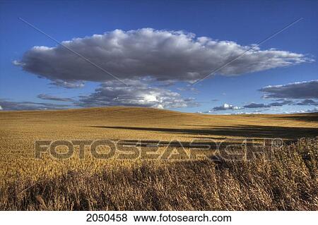 Stock Photo - Clouds Over Harvested Wheat Field, Near Bon Accord, Alberta. Fotosearch