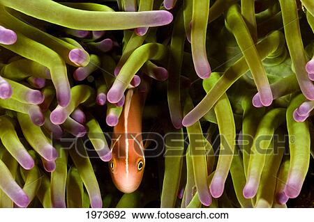 Stock Image - Clown Anemonefish (Amphiprion Percula) Hiding In Anemone; Indonesia. Fotosearch