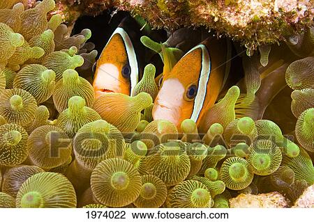 Stock Image - Clown Anemonefish (Amphiprion Percula) Hiding In Anemone; Indonesia. Fotosearch