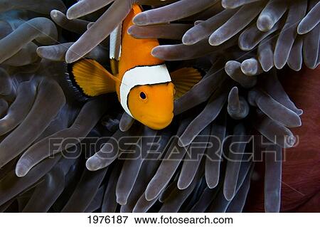 Clown Anemonefish (Amphiprion Percula) Hiding In Anemone; Indonesia View Large Photo Image Stock Photo - Clown Anemonefish (Amphiprion Percula) Hiding In Anemone; Indonesia. Fotosearch