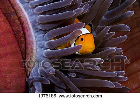 Clown Anemonefish (Amphiprion Percula) Hiding In Anemone; Indonesia View Large Photo Image Stock Photograph - Clown Anemonefish (Amphiprion Percula) Hiding In Anemone; Indonesia. Fotosearch