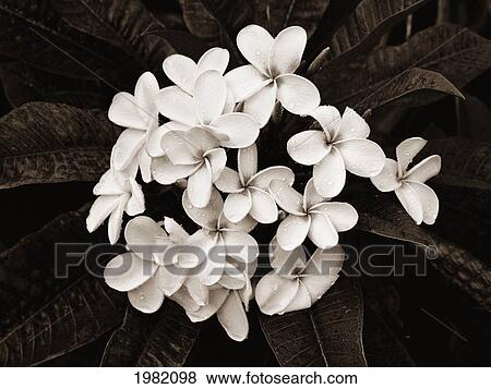 Cluster of white plumeria (frangipani) flowers on tree; Hawaii, United States of America View Large Photo Image Stock Photo - Cluster of white plumeria (frangipani) flowers on tree; Hawaii, United States of America. Fotosearch