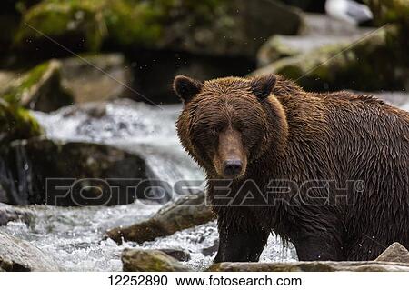 Coastal brown bear fishing in a river, Katmai National Park and Preserve, Southwest Alaska View Large Photo Image Stock Image - Coastal brown bear fishing in a river, Katmai National Park and Preserve, Southwest Alaska. Fotosearch
