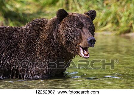 Coastal brown bear fishing in a river, Katmai National Park and Preserve, Southwest Alaska View Large Photo Image Stock Photo - Coastal brown bear fishing in a river, Katmai National Park and Preserve, Southwest Alaska. Fotosearch