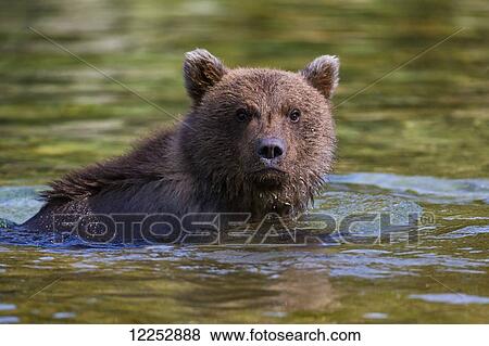 Stock Photo - Coastal brown bear fishing in a river, Katmai National Park and Preserve, Southwest Alaska. Fotosearch