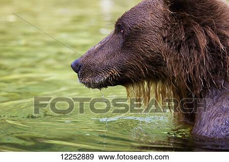 Coastal brown bear fishing in a river, Katmai National Park and Preserve, Southwest Alaska View Large Photo Image Stock Photo - Coastal brown bear fishing in a river, Katmai National Park and Preserve, Southwest Alaska. Fotosearch