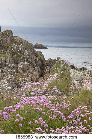 Coastal Wildflowers, Isle Of Whithorn, Dumfries And Galloway, Scotland View Large Photo Image Stock Image - Coastal Wildflowers, Isle Of Whithorn, Dumfries And Galloway, Scotland. Fotosearch