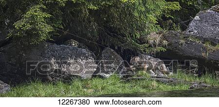 Stock Image - Coastal wolf walking along the shoreline, near Prince Rupert; British Columbia, Canada. Fotosearch