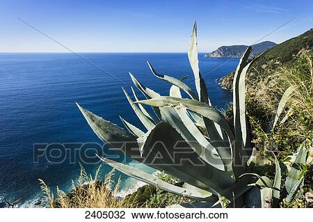 Coastline of Cinque Terre; Liguria, Italy View Large Photo Image Stock Image - Coastline of Cinque Terre; Liguria, Italy. Fotosearch