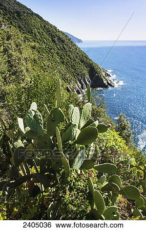 Stock Photograph - Coastline of Cinque Terre; Liguria, Italy. Fotosearch