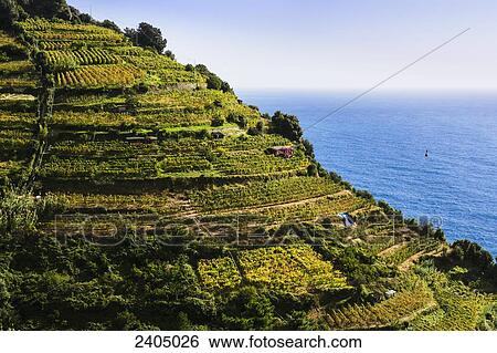 Stock Photograph - Coastline of Cinque Terre with vineyards; Liguria, Italy. Fotosearch