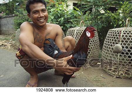 Stock Photo - Cockfighting. Fotosearch